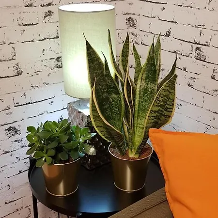 I Majoli Apartman *